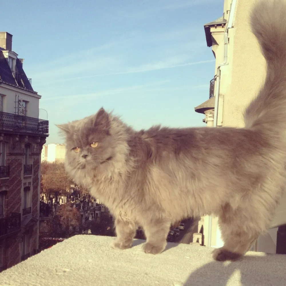 Fashion Pince à cheveux Chat Suzette Pinces À Cheveux